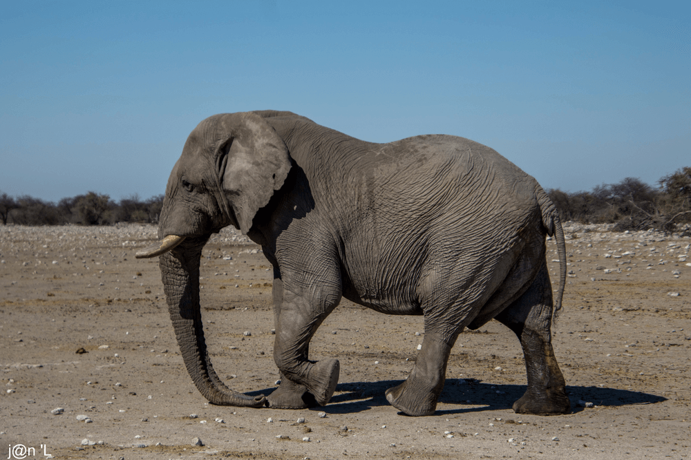 photo namibie elephant