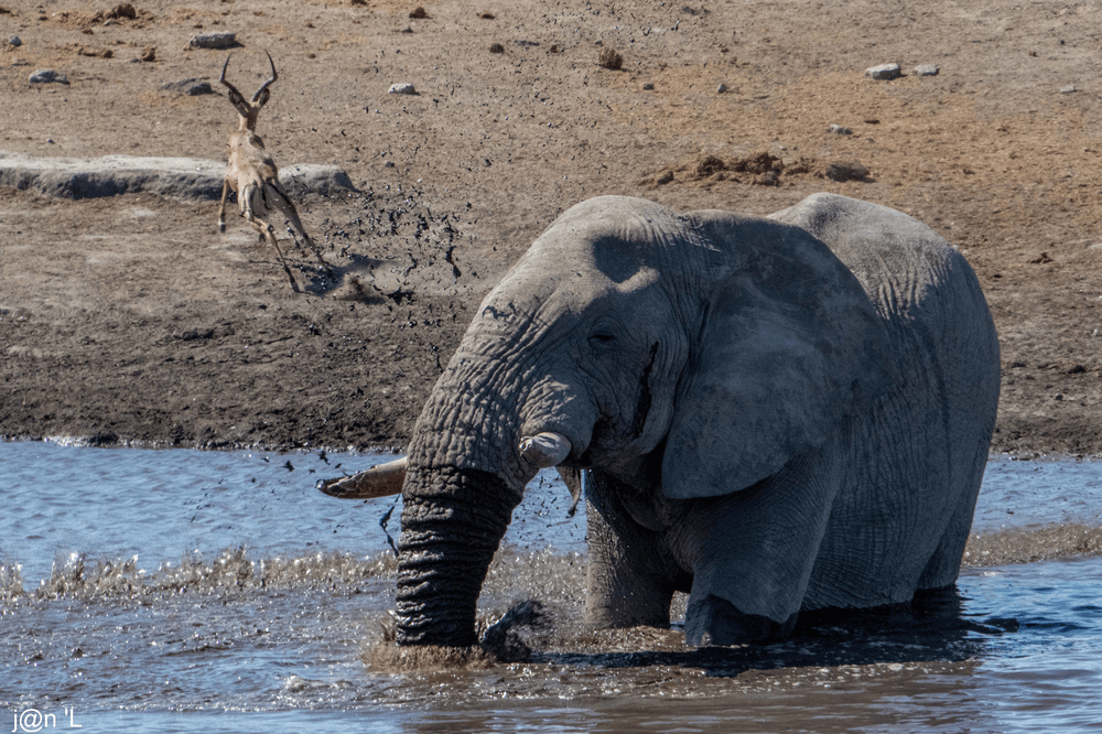 photo namibie elephant